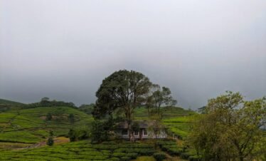 Beautiful Kerala Landscape included in this package - Cosima Holidays