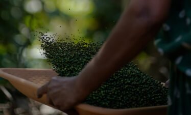 Black Pepper Cultivation in Kerala