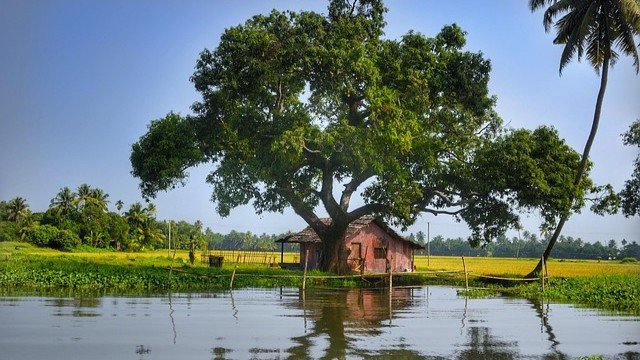 A tranquil Alleppey backwater scene with a traditional Kerala hut surrounded by lush green paddy fields and coconut palms, showcasing the best time to visit Kerala during Summer/Shoulder season (April to May) for serene backwater experiences and vibrant landscapes.