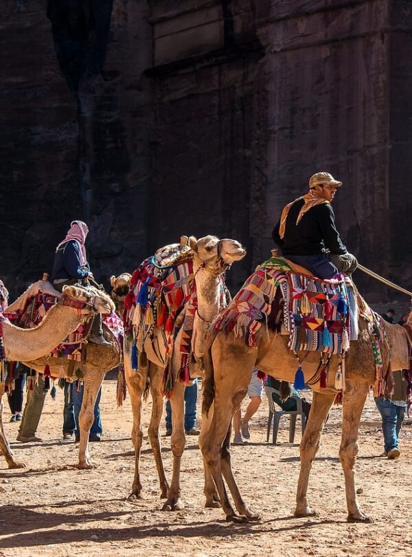 jordan, nature, petra, camels, dromedary, desert, tourism