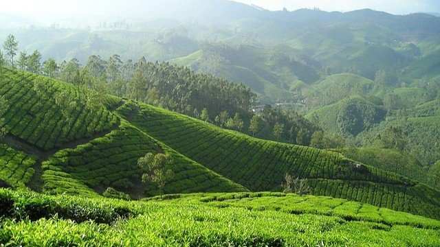 Lush green tea plantations in Munnar, Kerala with rolling hills and misty mountains, showcasing the best time to visit Kerala hill stations during monsoon and off season (June to September) for cool weather, clear views, and vibrant tea gardens at their greenest.