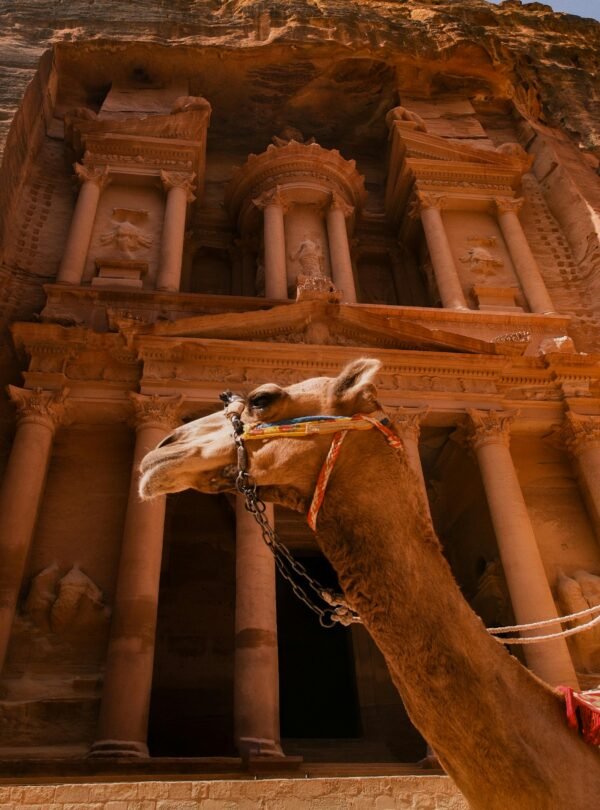 A majestic camel stands before the ancient Al-Khazneh treasury in Petra, Jordan.