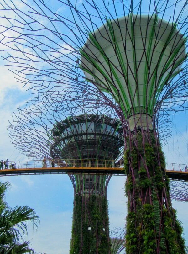 Spectacular view of Supertree Grove and OCBC Skyway in Singapore's Gardens by the Bay, showcasing iconic architecture.
