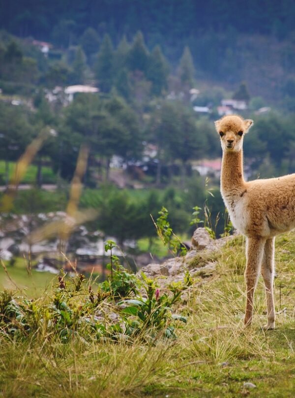 south america, vicuna, animal, wildlife, mammal, fauna, wilderness, nature, cajamarca, perú,