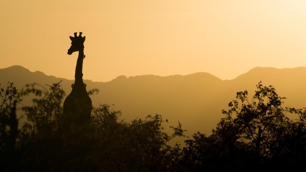 giraffe, sunset, south africa, africa, safari, nature, landscape, wilderness, wild animal, silhouette, animal, twilight, dusk, giraffe, giraffe, giraffe, south africa, south africa, south africa, africa, africa, africa, africa, africa, safari