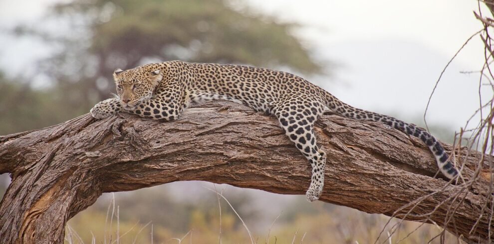 leopard, safari, africa, kenya, leopard, leopard, leopard, leopard, leopard, africa, kenya