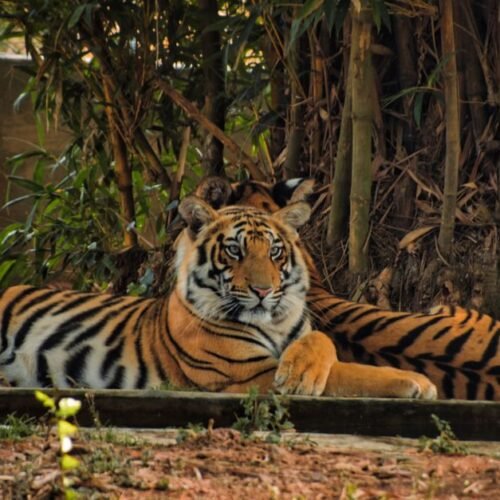 A Bengal tiger relaxing amidst the lush greenery of an Indian forest.