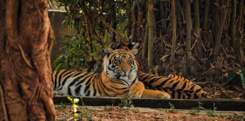 A Bengal tiger relaxing amidst the lush greenery of an Indian forest.