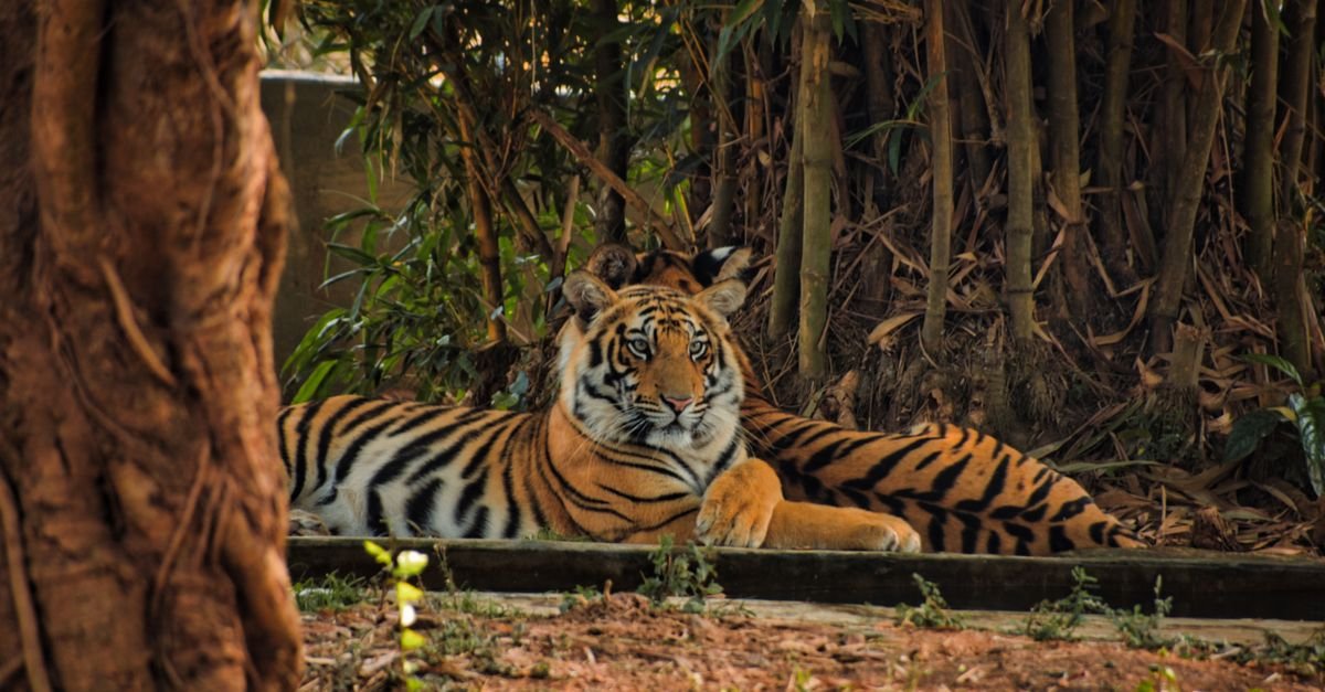 A Bengal tiger relaxing amidst the lush greenery of an Indian forest.