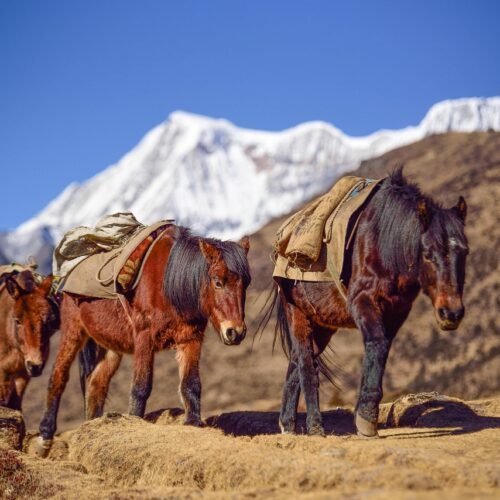 bhutan, mountain, horse, altitude, landscape, asia, travel, nature, scenic, destination, valley, tourism, bhutanese, scenery, outdoor, brown mountain, brown horse, bhutan, bhutan, bhutan, bhutan, bhutan