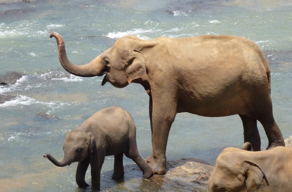elephants, mother, child, sri lanka, sri lanka, sri lanka, sri lanka, sri lanka, sri lanka