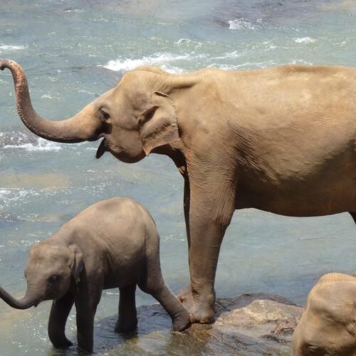 elephants, mother, child, sri lanka, sri lanka, sri lanka, sri lanka, sri lanka, sri lanka