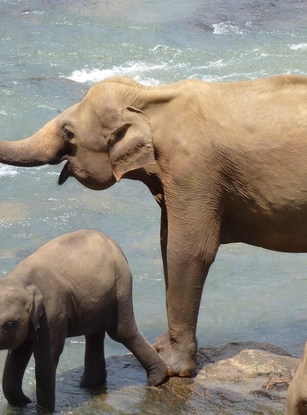 elephants, mother, child, sri lanka, sri lanka, sri lanka, sri lanka, sri lanka, sri lanka