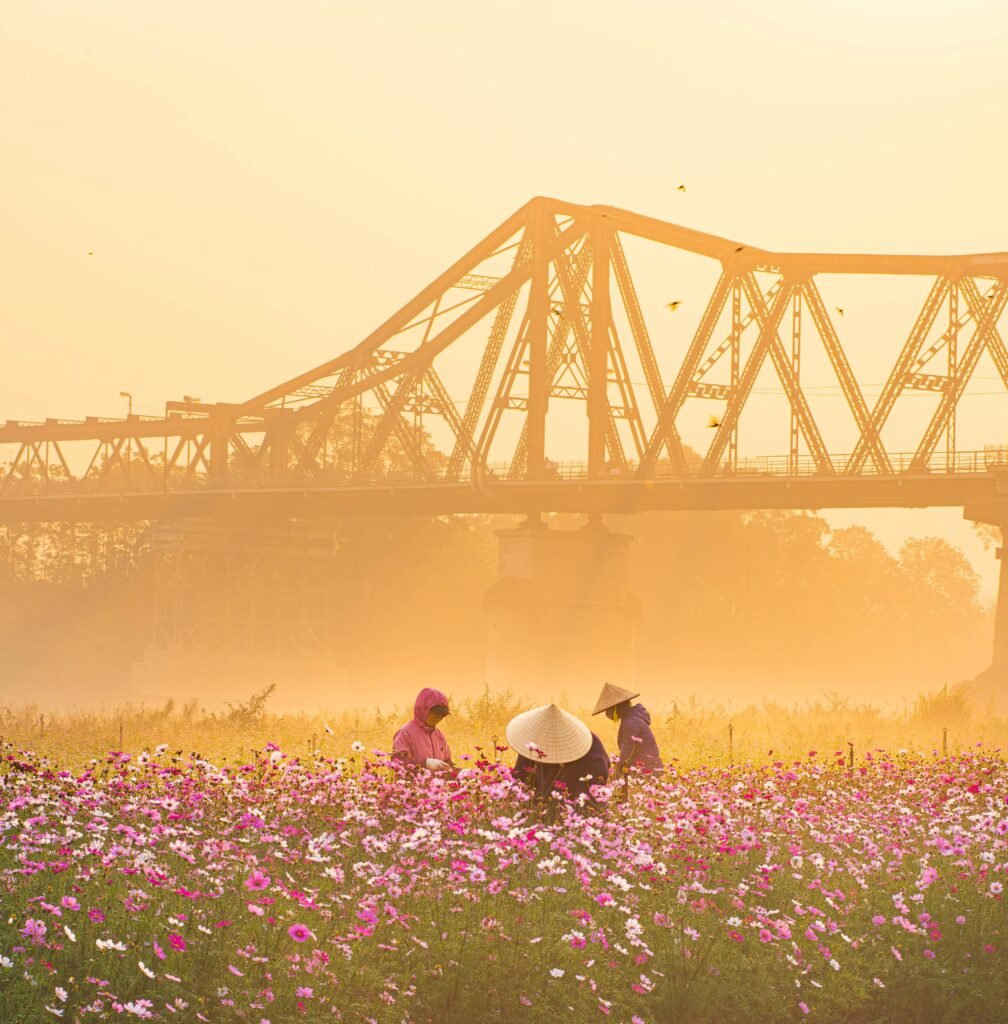 Three people in a cosmos flower field under a sunlit bridge, Vietnam.