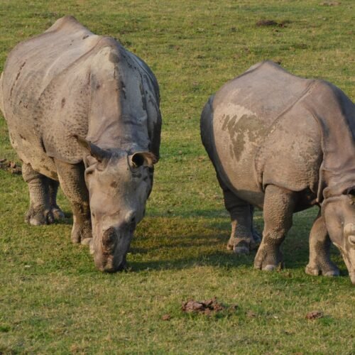 Two Indian rhinoceroses grazing on grass in Kaziranga National Park, Assam, India during daytime.