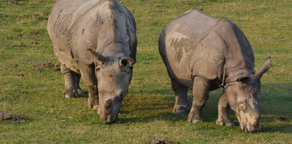 Two Indian rhinoceroses grazing on grass in Kaziranga National Park, Assam, India during daytime.