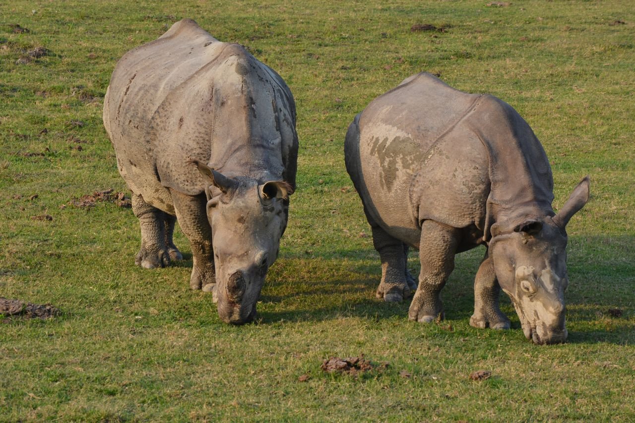 Two Indian rhinoceroses grazing on grass in Kaziranga National Park, Assam, India during daytime.