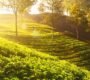 Sunlit tea plantations in Munnar, India, showcasing vibrant green fields and scenic natural landscapes.