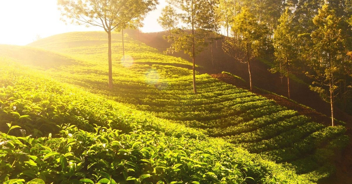 Sunlit tea plantations in Munnar, India, showcasing vibrant green fields and scenic natural landscapes.