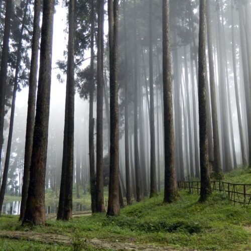 Experience the serene beauty of misty Tukdah Forest with towering pines and tranquil fog.