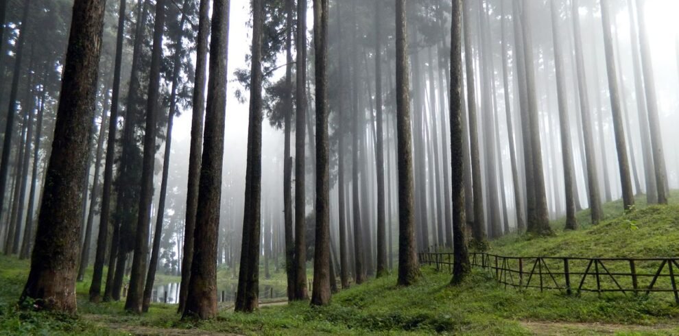Experience the serene beauty of misty Tukdah Forest with towering pines and tranquil fog.
