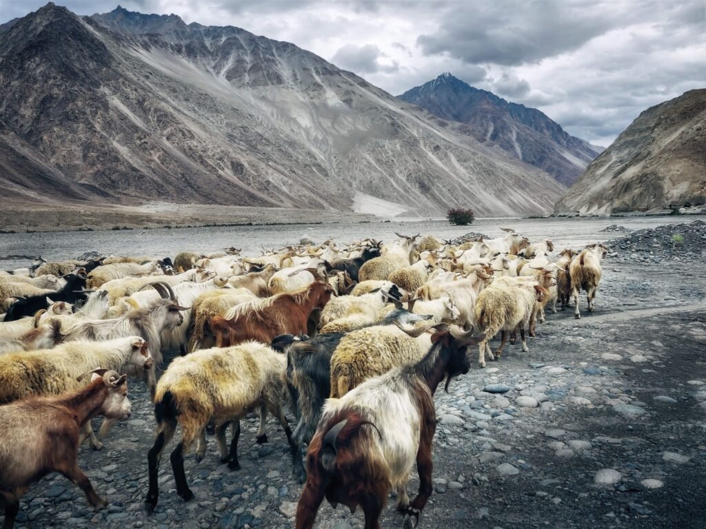 A herd of goats traverses the rocky landscape of Ladakh with majestic mountains in the background.