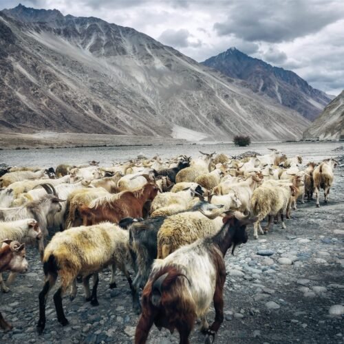 A herd of goats traverses the rocky landscape of Ladakh with majestic mountains in the background.