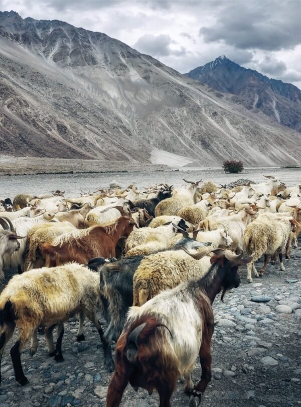 A herd of goats traverses the rocky landscape of Ladakh with majestic mountains in the background.